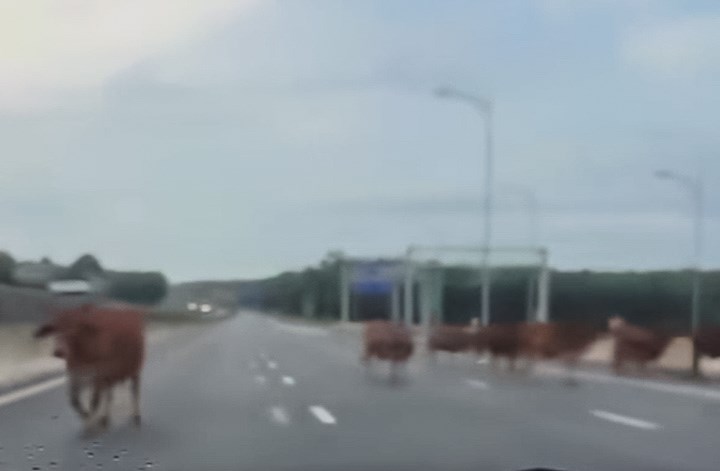Quảng Trị: Bò thả rông đi “lọt” cao tốc - ảnh 1