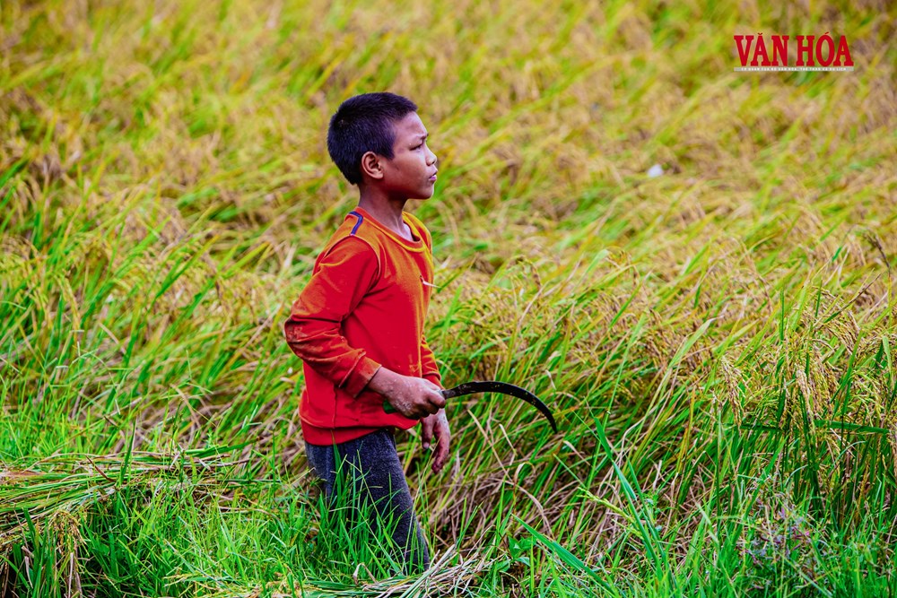 Khi cây lúa bén rễ giữa đại ngàn - ảnh 6