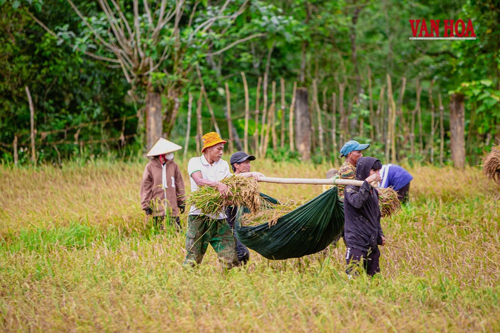 Khi cây lúa bén rễ giữa đại ngàn - ảnh 2