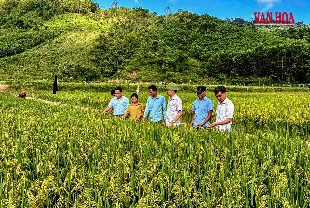 Khi cây lúa bén rễ giữa đại ngàn - ảnh 1