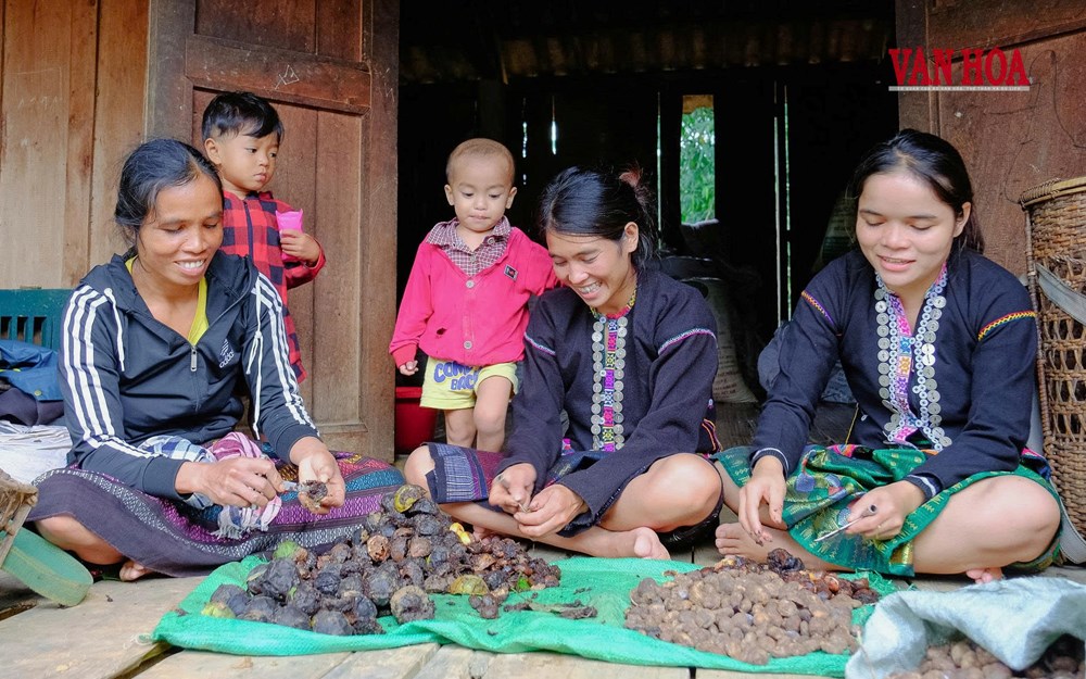Quảng Trị: Khi giữ rừng trở thành một sinh kế - ảnh 4