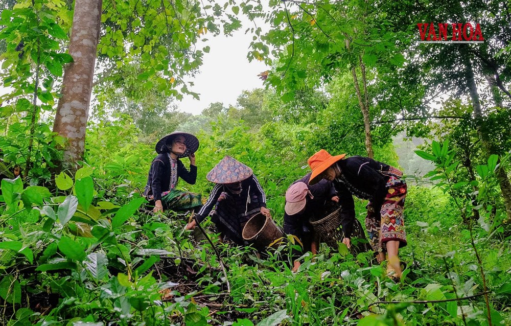 Quảng Trị: Khi giữ rừng trở thành một sinh kế - ảnh 2