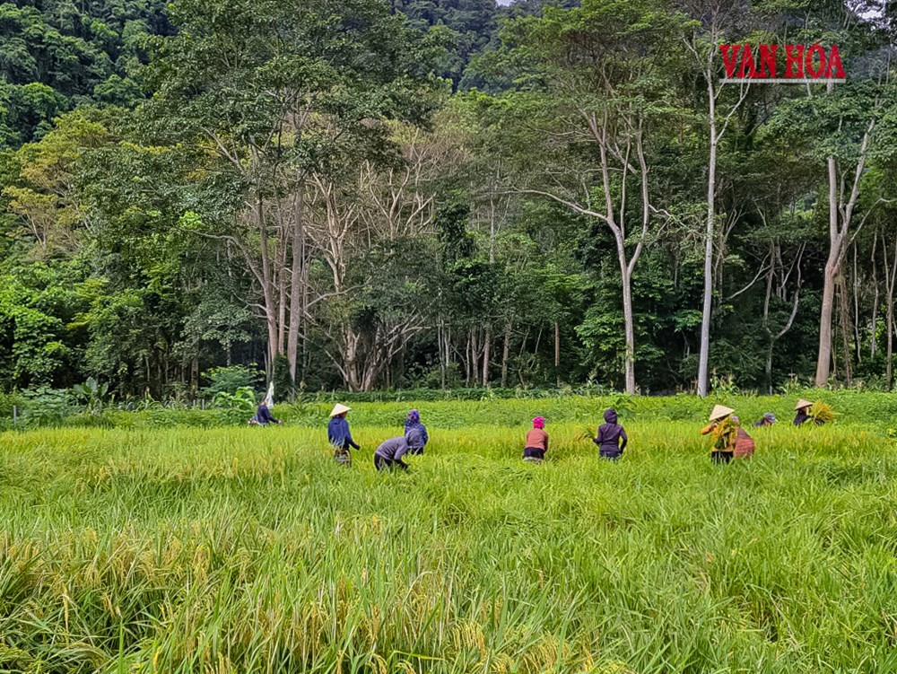 Mùa lúa trở lại bản Đoòng - ảnh 1