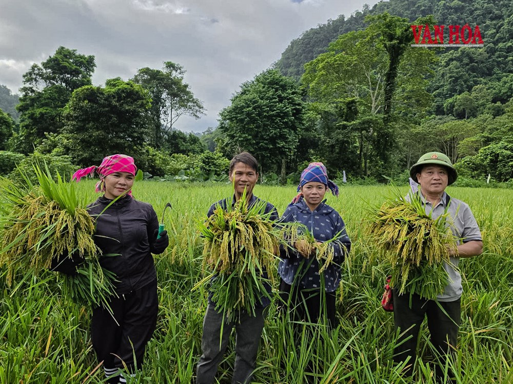 Mùa lúa trở lại bản Đoòng - ảnh 2