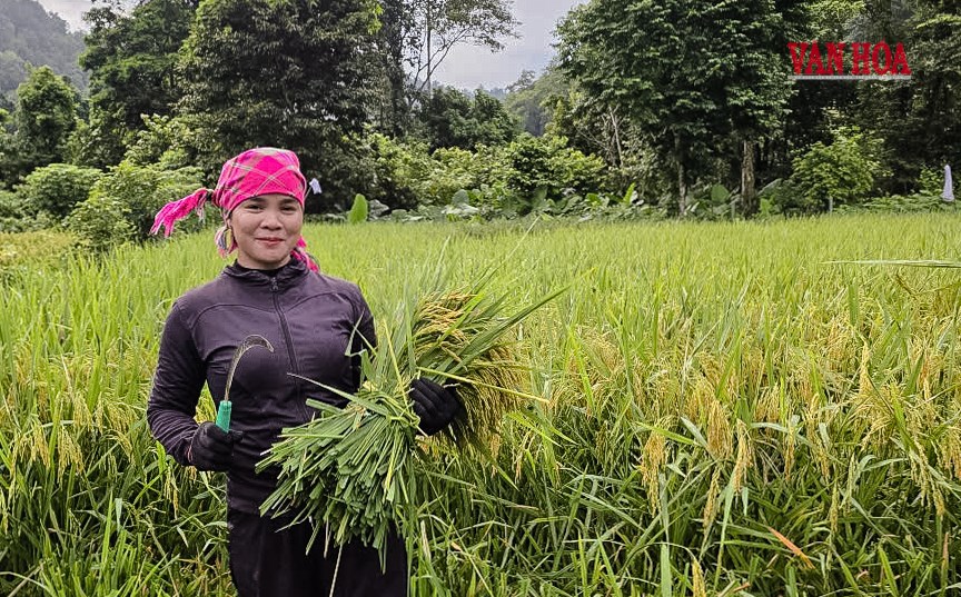 Mùa lúa trở lại bản Đoòng - ảnh 4