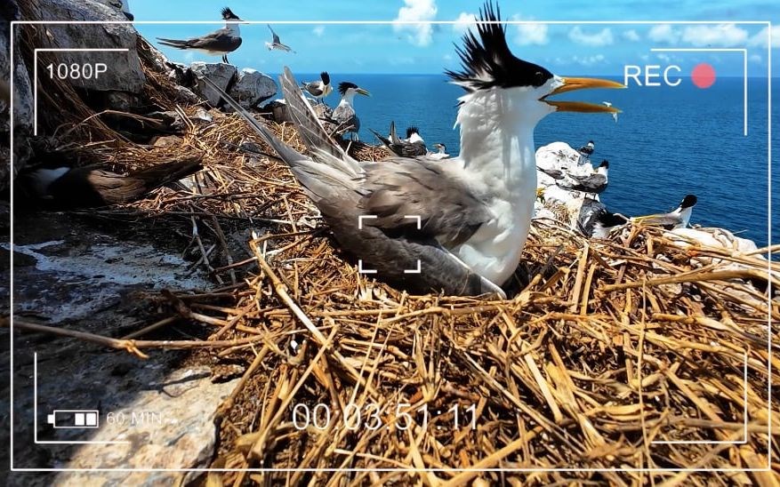 Lần đầu tiên truyền hình trực tiếp thiên nhiên hoang dã tại Việt Nam - ảnh 2