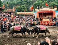 Lễ hội chọi trâu Hải Lựu: đậm đà bản sắc Việt