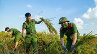 Hà Nội: Công an huyện Ứng Hòa đội nắng xuống đồng giúp dân gặt lúa