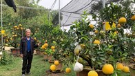 Lão nông "phù thủy" ở Hà Nội với biệt tài ghép năm loại quả trên một cây