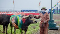 Những chú trâu rực rỡ trong Lễ hội Tịch điền