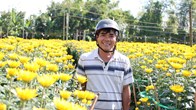 Hoa cúc Nghĩa Hiệp được mùa, được giá dịp Tết Nguyên đán