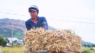 “Shipper” ruộng tỏi ở Lý Sơn tất bật chạy đua thời vụ