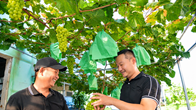 Check-in vườn nho mẫu đơn, trải nghiệm mới lạ ở Quảng Ngãi