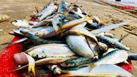 Cá trích dày đặc như “trải thảm”, ngư dân Hà Tĩnh trúng đậm chưa từng thấy