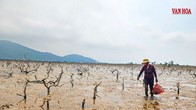 Rừng ngập mặn chết hàng loạt tại Hà Tĩnh 