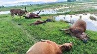 Sét đánh bò chết la liệt giữa đồng tại Hà Tĩnh
