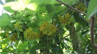7 lý do tại sao nên trồng giàn thiên lý trong sân nhà