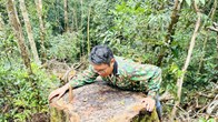 Quảng Ngãi chỉ đạo kiểm tra, xử lý vụ phá rừng phòng hộ ở xã Măng Ri