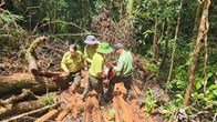 Chi cục Kiểm lâm xác nhận có dấu vết cưa xẻ, đề nghị kiểm điểm trách nhiệm chủ rừng