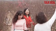Vườn đào Nhật Tân: Nơi người Hà Nội “chở” mùa xuân về nhà