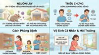 Làm gì để phòng ngừa Virus Hanta? Những khuyến cáo quan trọng từ Bộ Y tế