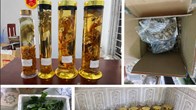 Khởi tố người phụ nữ tráo Sâm Lai Châu thành Sâm Ngọc Linh