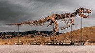 Hóa thạch T. rex đắt giá nhất thế giới lập kỷ lục đấu giá hơn 50 triệu USD