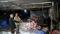 400 tấn heo bệnh, heo chết lọt ra thị trường: Lỗ hổng kiểm soát nằm ở đâu?