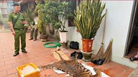 Cảnh sát phát hiện 2 vụ hổ chuẩn bị vào nồi nấu cao ở Bắc Ninh