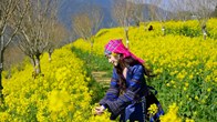 Lạc lối với thiên đường hoa cải vàng tại Fansipan