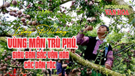 (Infographic) Lóng Phiêng - vùng mận trù phú, giàu bản sắc văn hóa các dân tộc