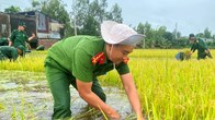 Vĩnh Điều huy động lực lượng hỗ trợ người dân thu hoạch lúa bị ngập sâu