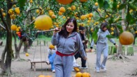 “Lạc lối” ở vườn bưởi Diễn dịp cận Tết