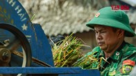 Mùa vàng nơi biên giới