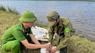  Ngăn chặn kích điện, bẫy bắt chim hoang dã trên những cánh đồng