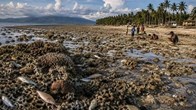 Động đất ở Philippines làm đáy biển nâng lên 2m, san hô chết hàng loạt