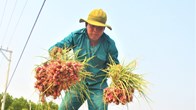 “Thủ phủ” hành tím Quảng Ngãi vào mùa thu hoạch