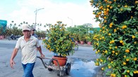 Chợ hoa, cây cảnh Tết ở Quảng Ngãi vắng người mua