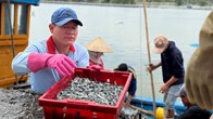 Ngư dân Quảng Ngãi trúng đậm cá cơm ngày cận Tết
