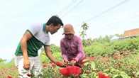 Mở ra cơ hội phát triển kinh tế từ trồng hoa hữu cơ