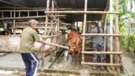 Hỗ trợ bò giống - “Điểm tựa” sinh kế cho hộ nghèo
