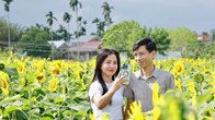 Cánh đồng hoa hướng dương hấp dẫn du khách ở Quảng Ngãi