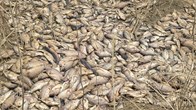 Cá chết dày đặc, sông Trà Khúc bốc mùi nồng nặc