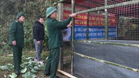 Bộ đội giúp bà con vùng biên chống rét cho gia súc