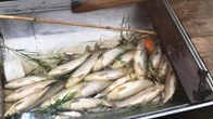 Cá chết trên sông Lam lan rộng xuống hạ lưu, người dân bất an