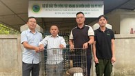 Phát hiện tê tê quý hiếm giữa đường trong khi tuần tra