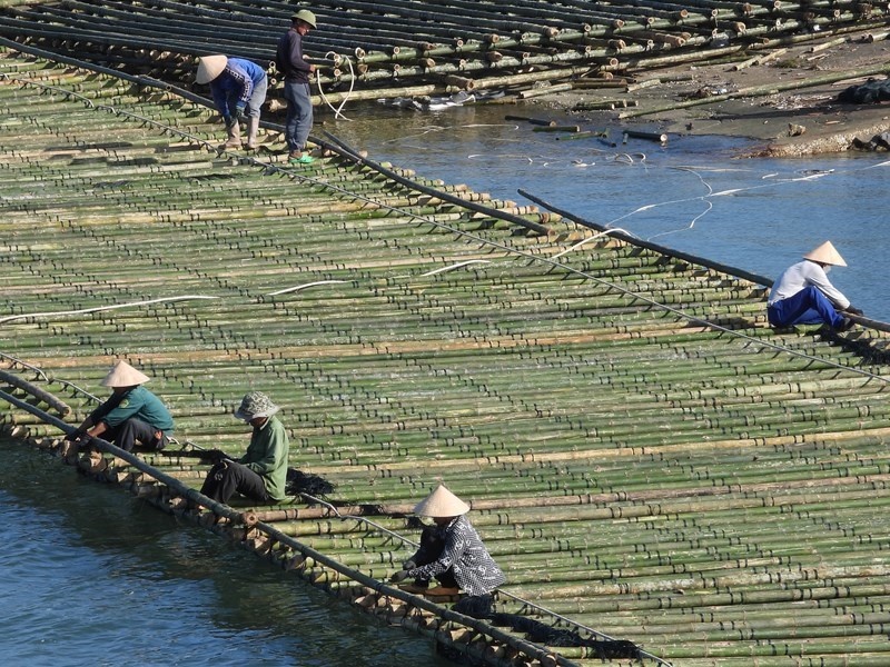 Những bè tre khổng lồ treo vạn dây hàu ở cửa sông Gianh - Anh 6