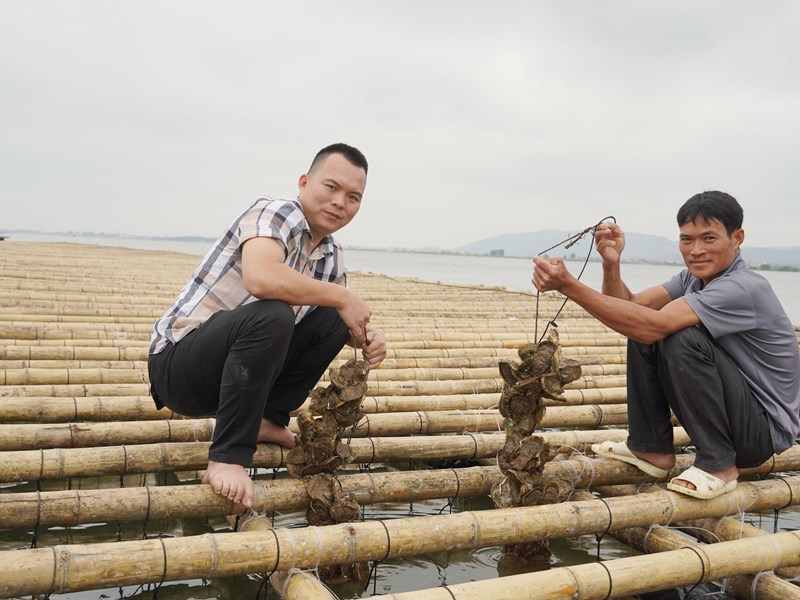 Những bè tre khổng lồ treo vạn dây hàu ở cửa sông Gianh - Anh 7