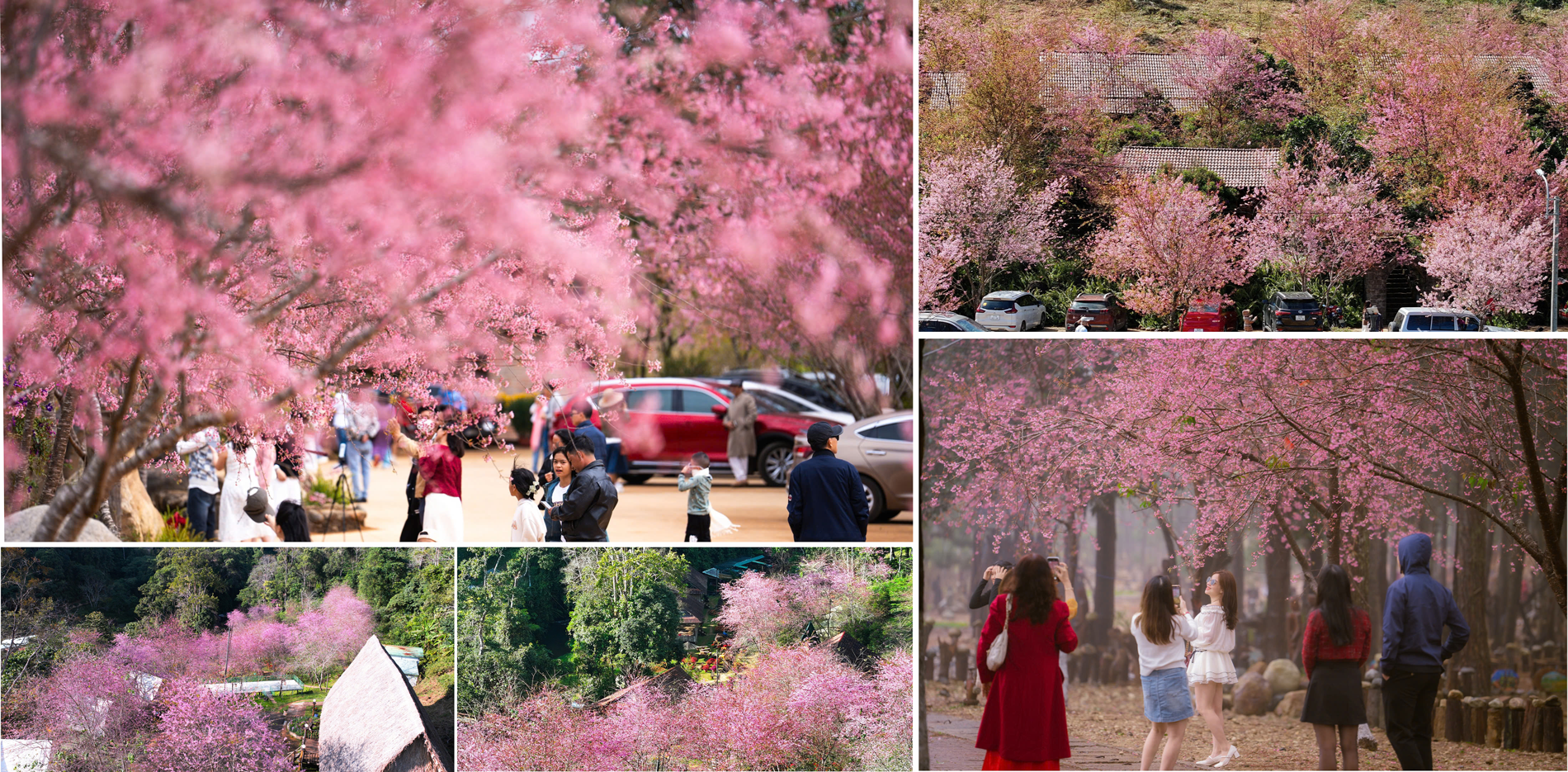 (Emagazine) Khám phá “thiên đường hoa anh đào” rực rỡ ở Quảng Ngãi - ảnh 4