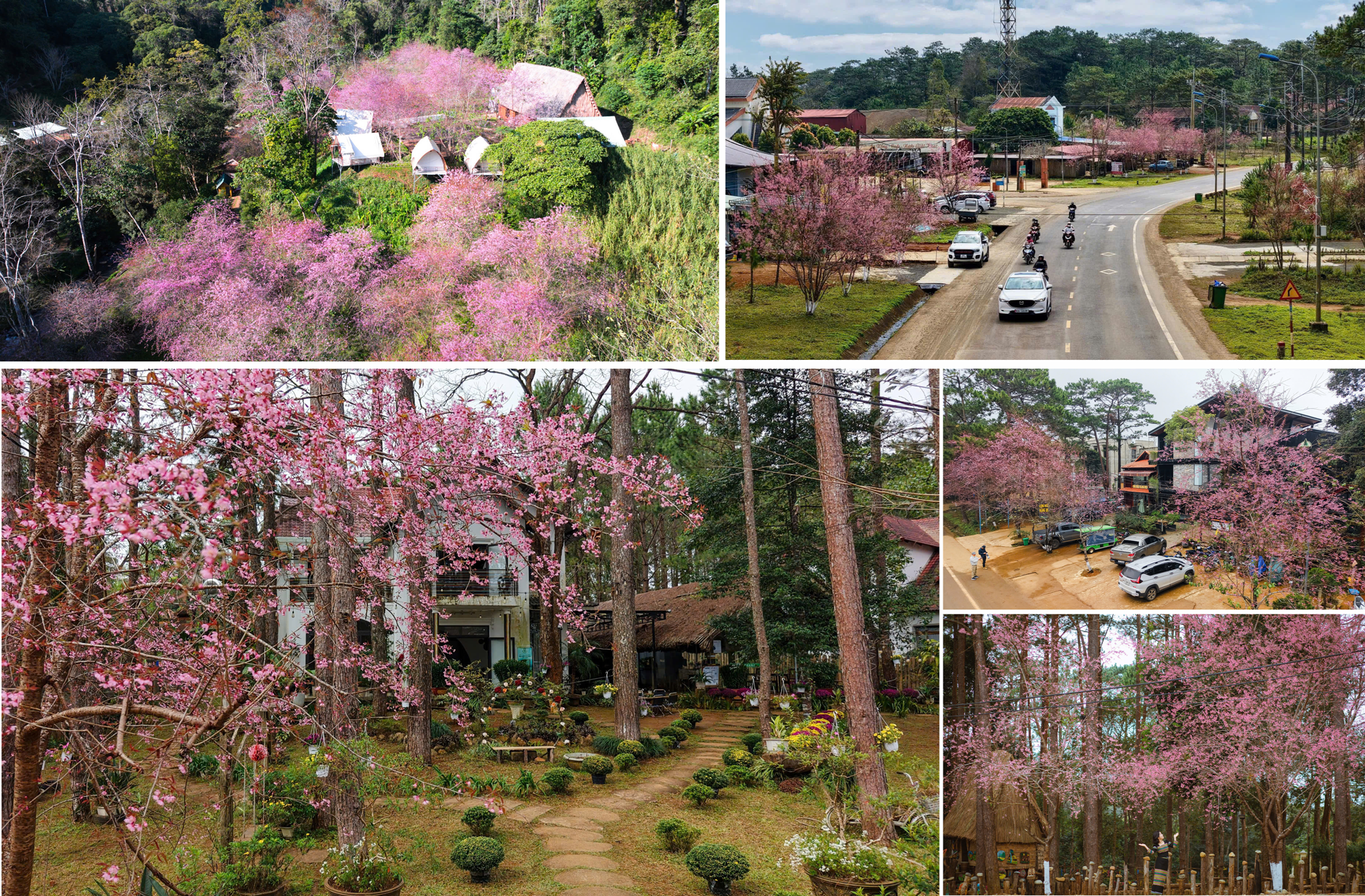 (Emagazine) Khám phá “thiên đường hoa anh đào” rực rỡ ở Quảng Ngãi - ảnh 8